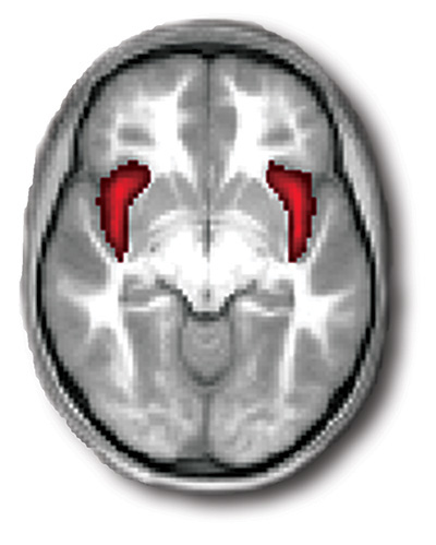 child_brain_3