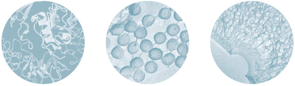 The three researchers focus on: (top to bottom) protein receptors, cell membrane pathways and pathogenic fungi.