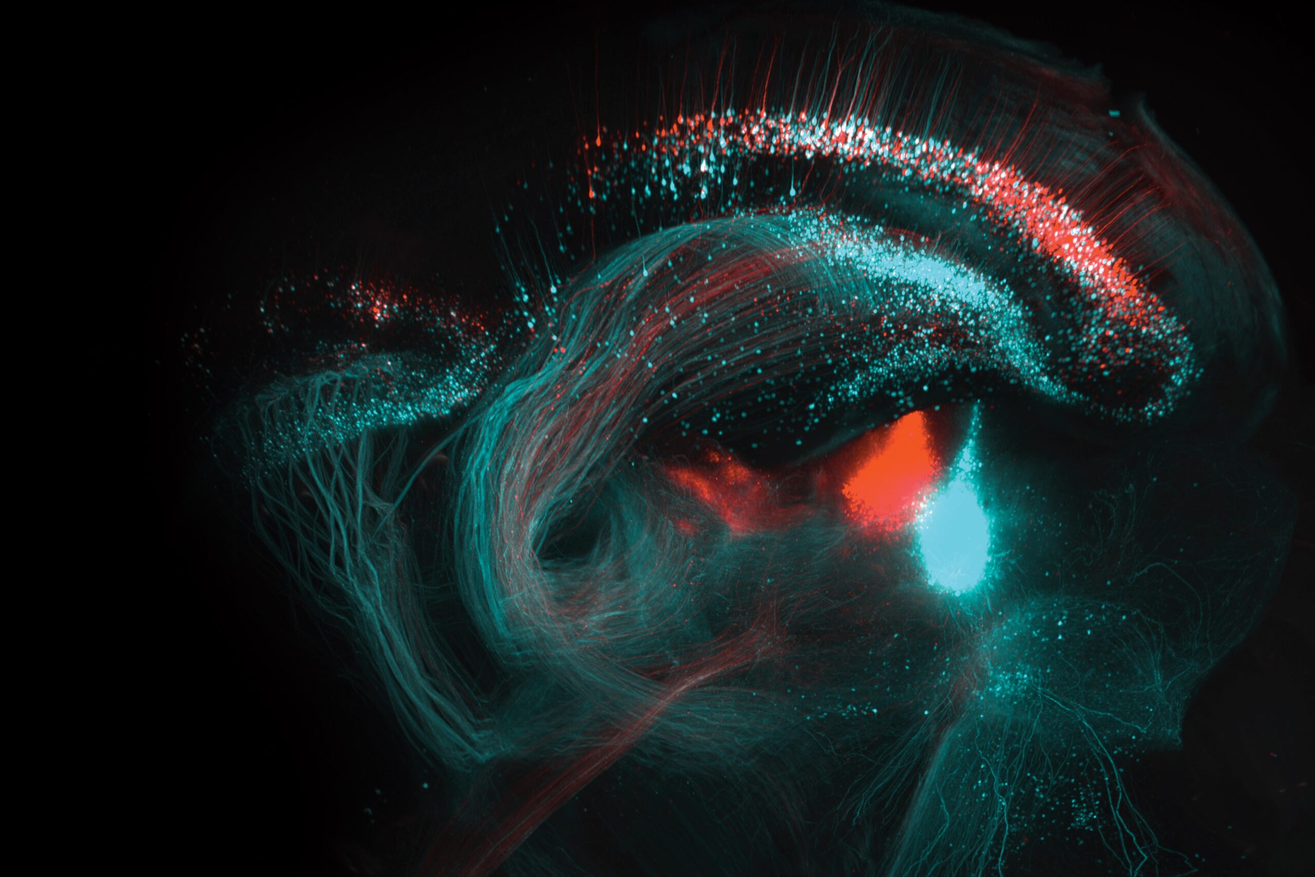 Art photographique flou – Unfocussed Photography \u0026 Art, image size:2560x1707